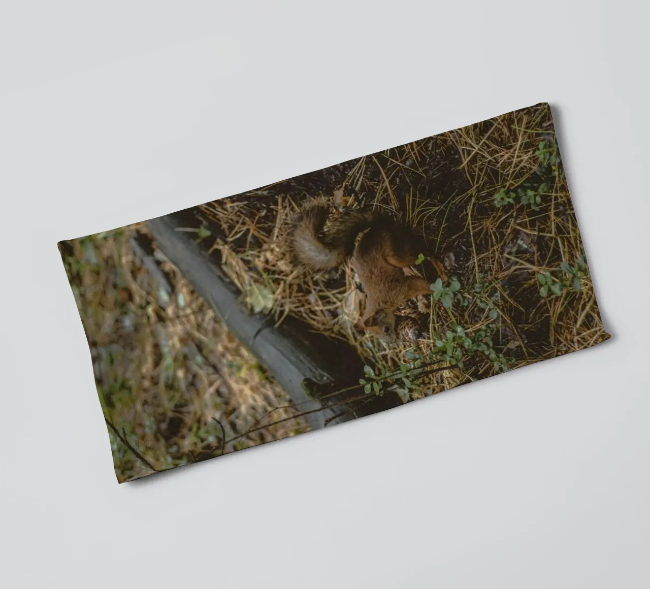 squirrel in forest towel by animal story home