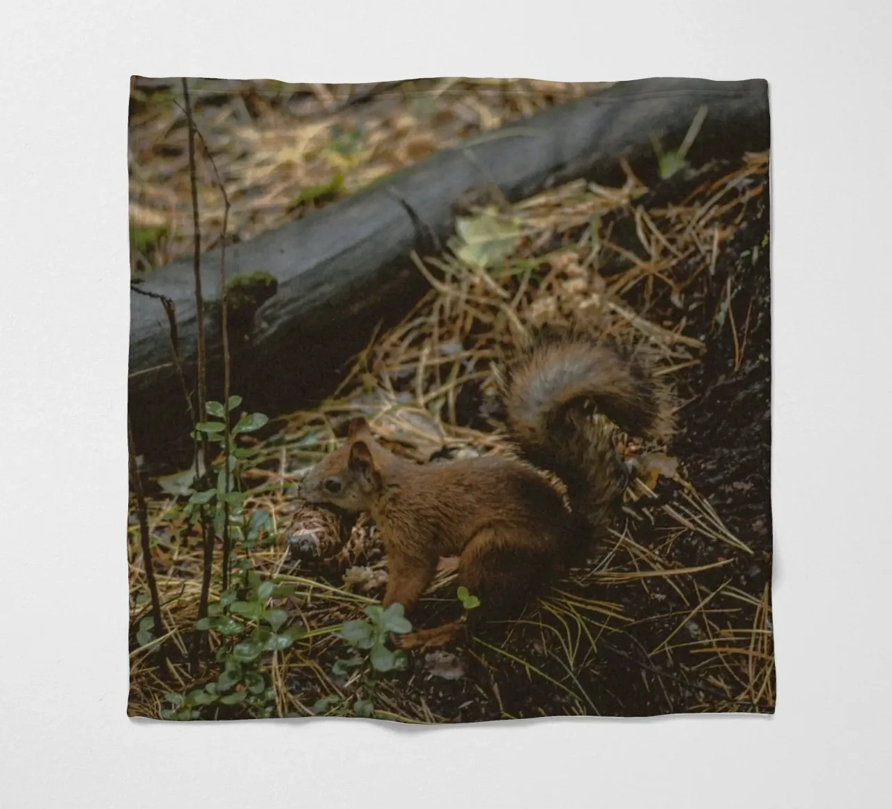 squirrel in forest fleece blanket by animal story home