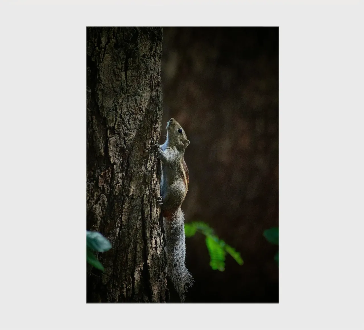 squirrel tree notebook by animal story home