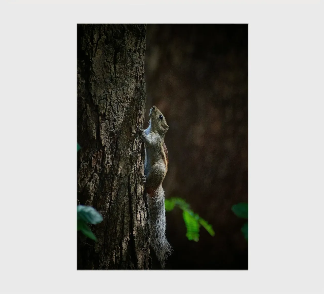 squirrel tree notebook by animal story home