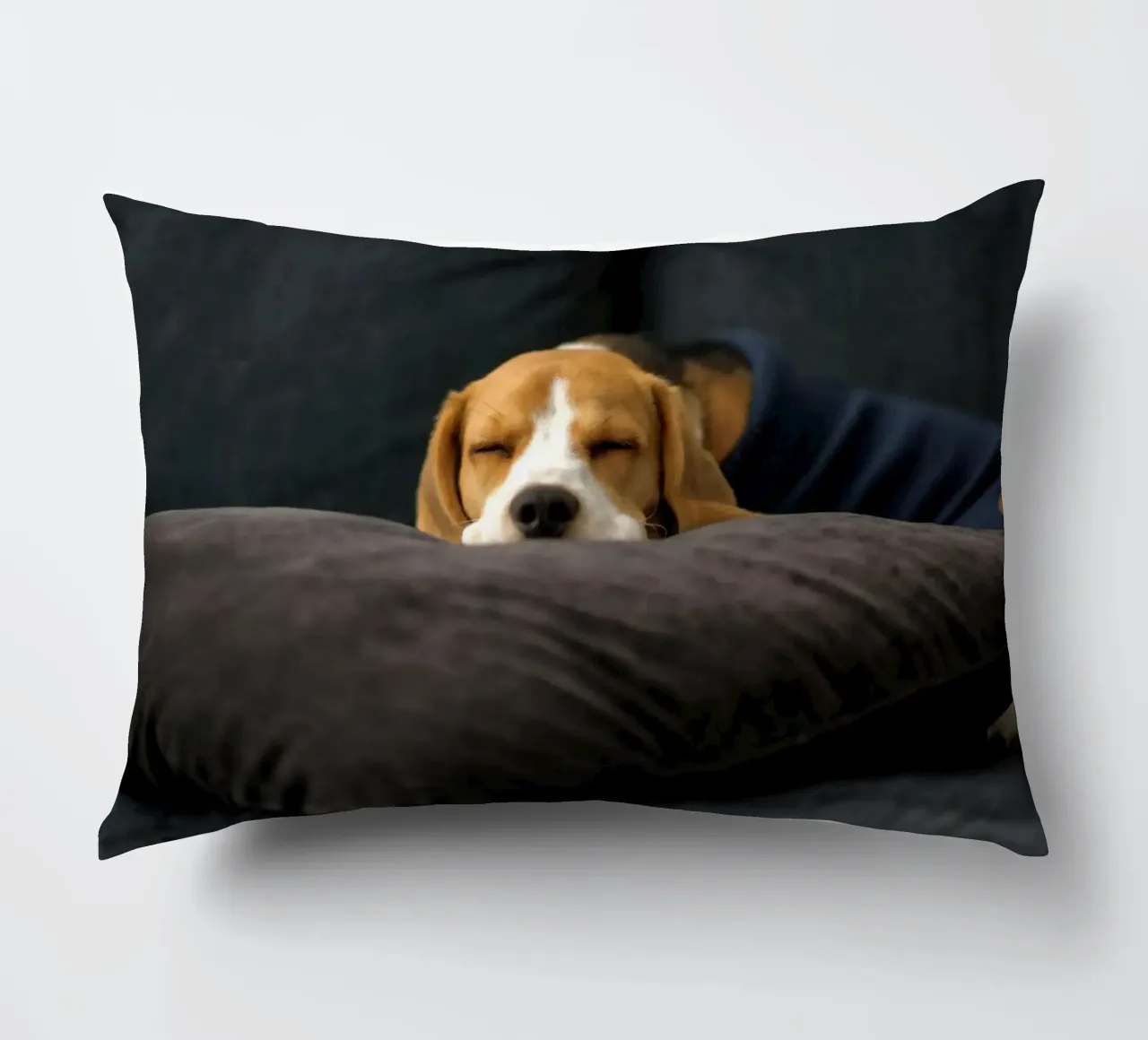 cane beagle cuscino da animal story home