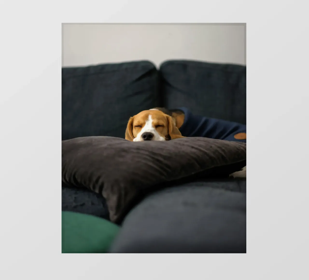 cane beagle pellicola backlit da animal story home