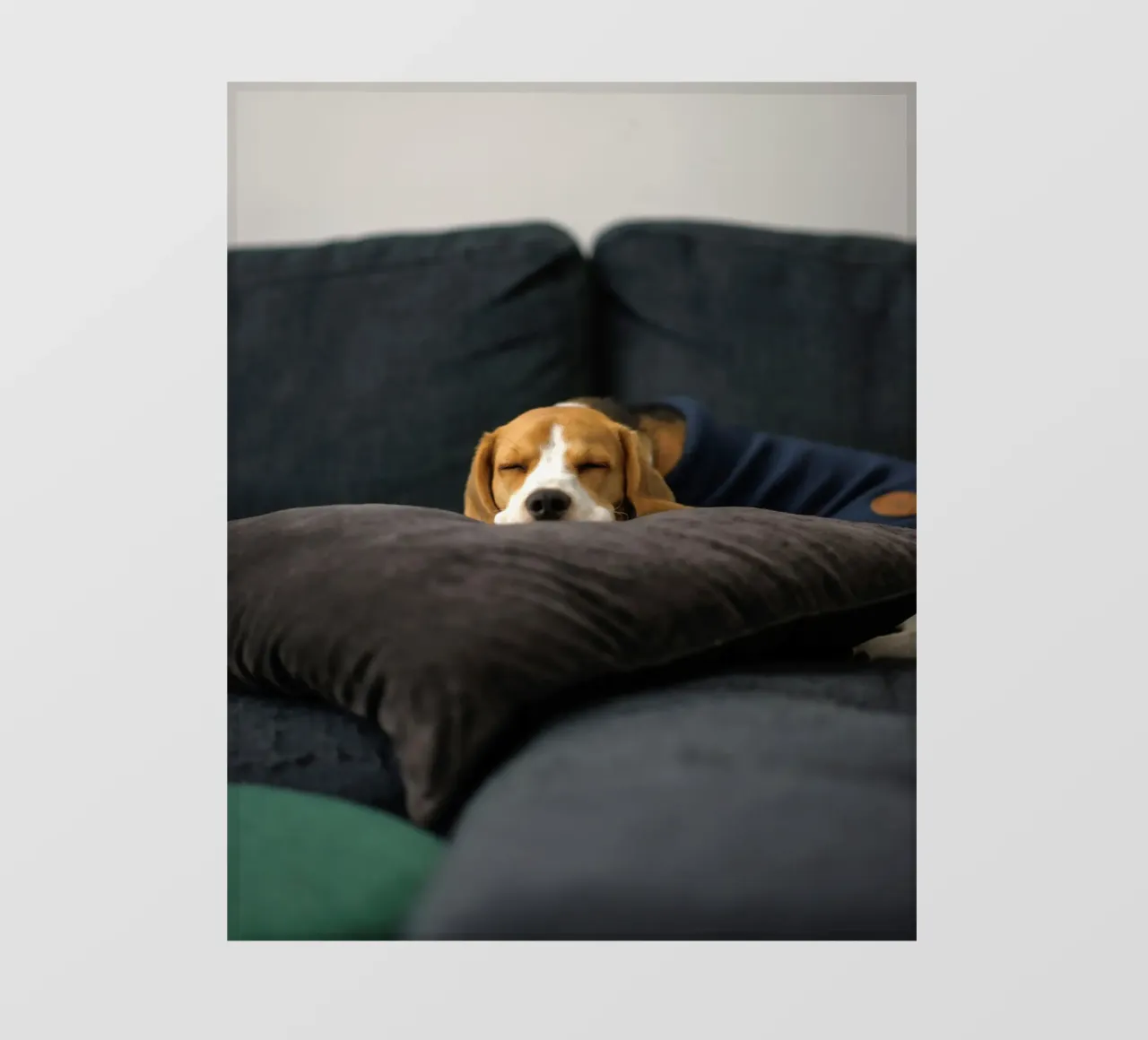 cane beagle telo in pvc da animal story home