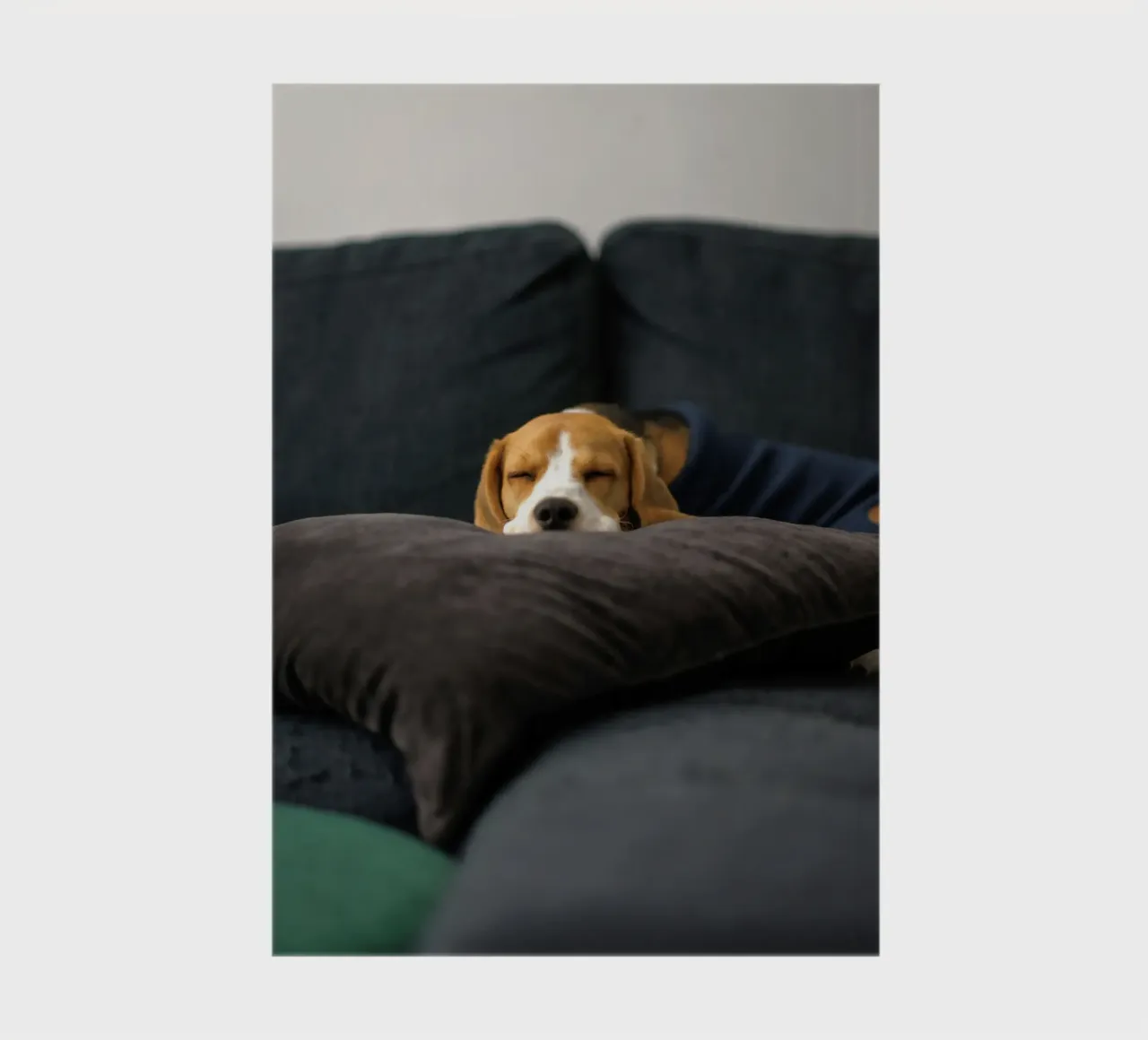 cane beagle diario da animal story home