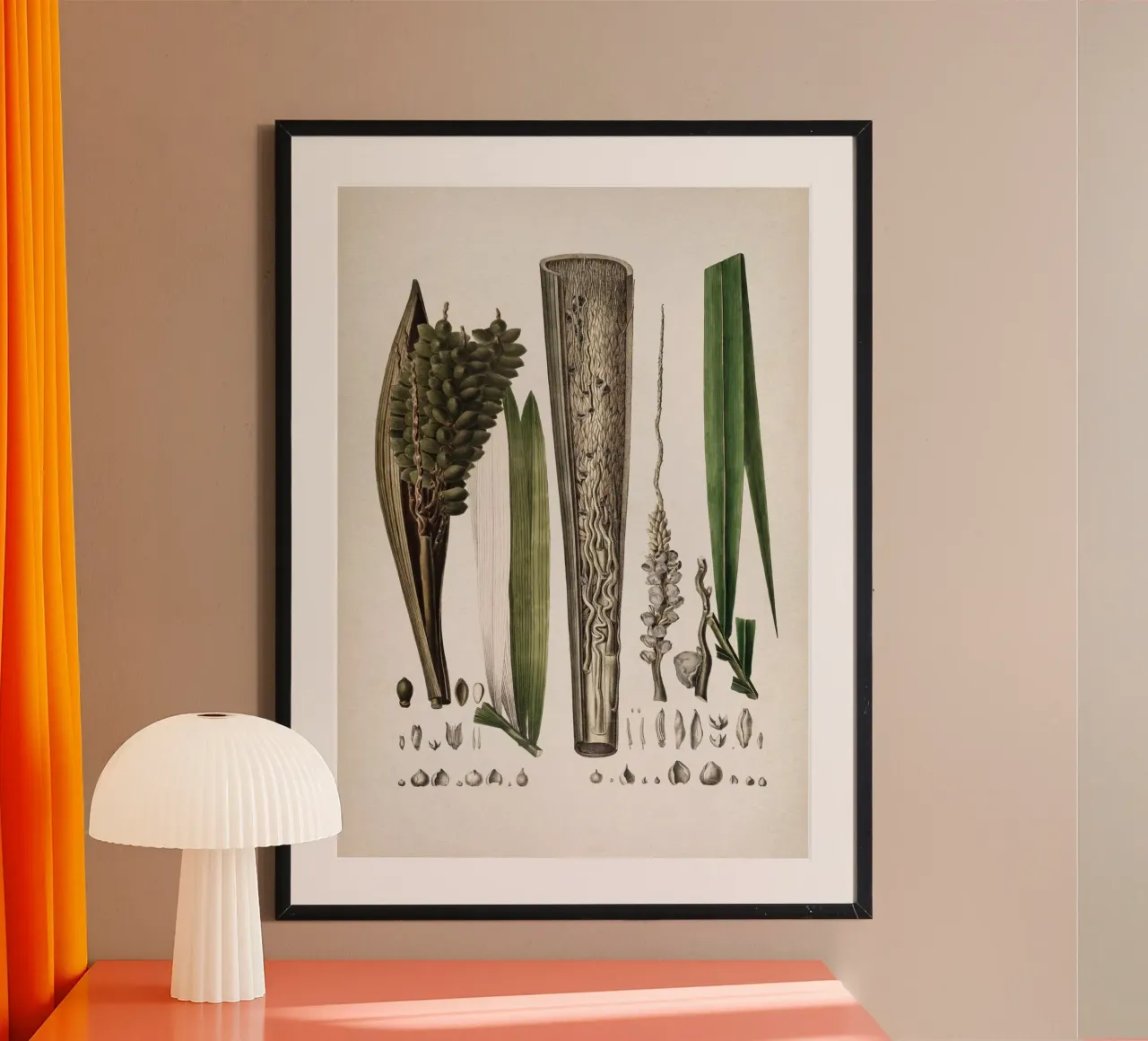Vintage Martius 5 Cocos Comosa poster con telaio in plastica da Vintage Print Collection
