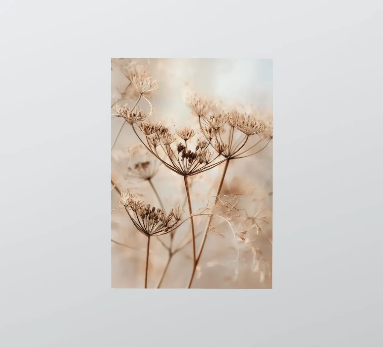 Minimalist Botanical Print – Dried Wild Fennel Stems sticker by Vela Luna