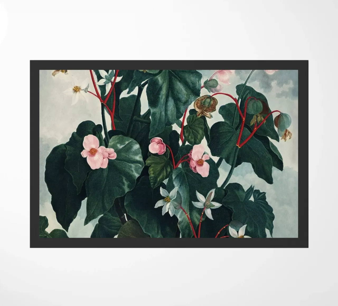Vintage Thornton 4 Oblique Begonia zerbino da Vintage Print Collection