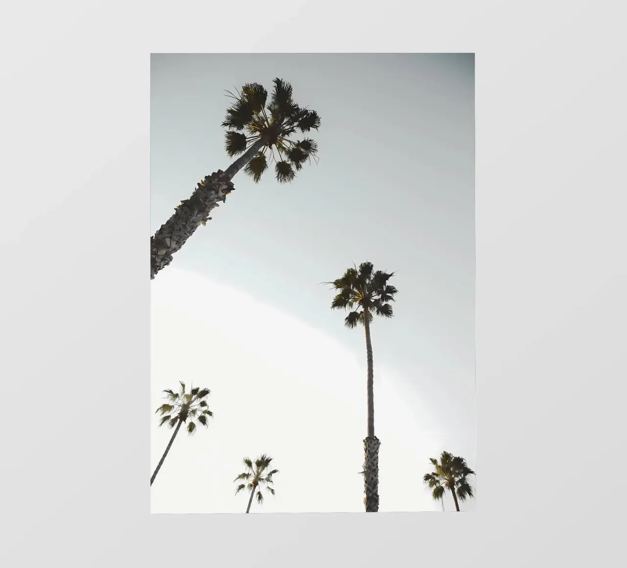 palm trees sky tall trees nature backlit film by Jennifer R Spyhalski