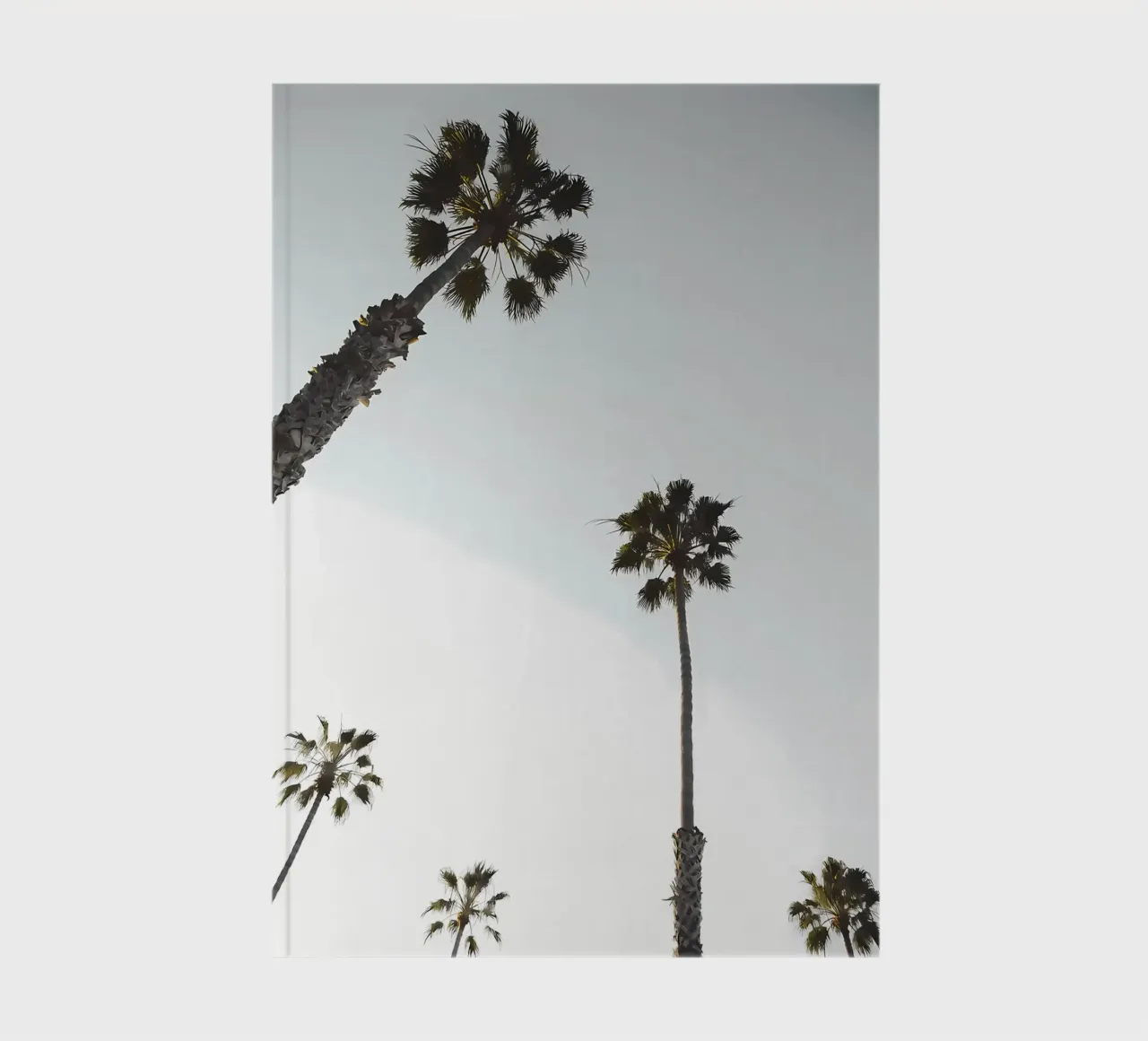 palm trees sky tall trees nature notebook by Jennifer R Spyhalski