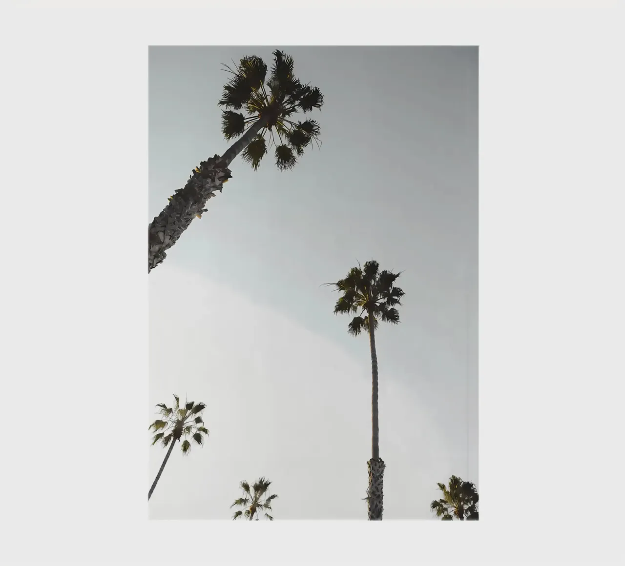 palm trees sky tall trees nature notebook by Jennifer R Spyhalski
