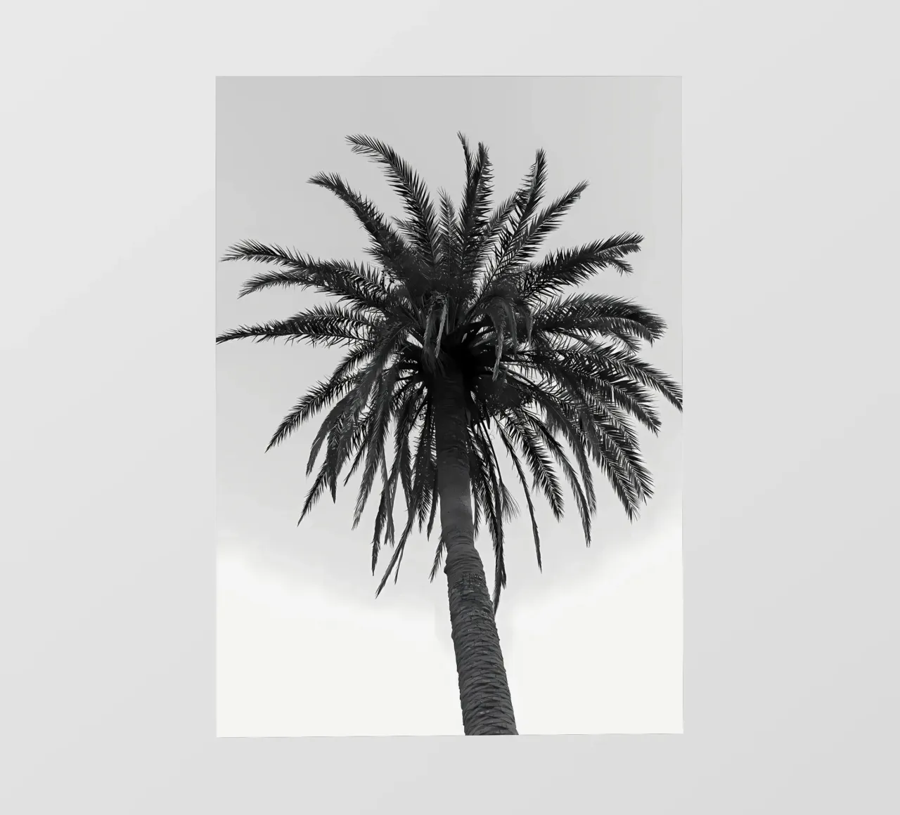 feuilles de palmier tropical film rétro-éclairé de Jennifer R Spyhalski