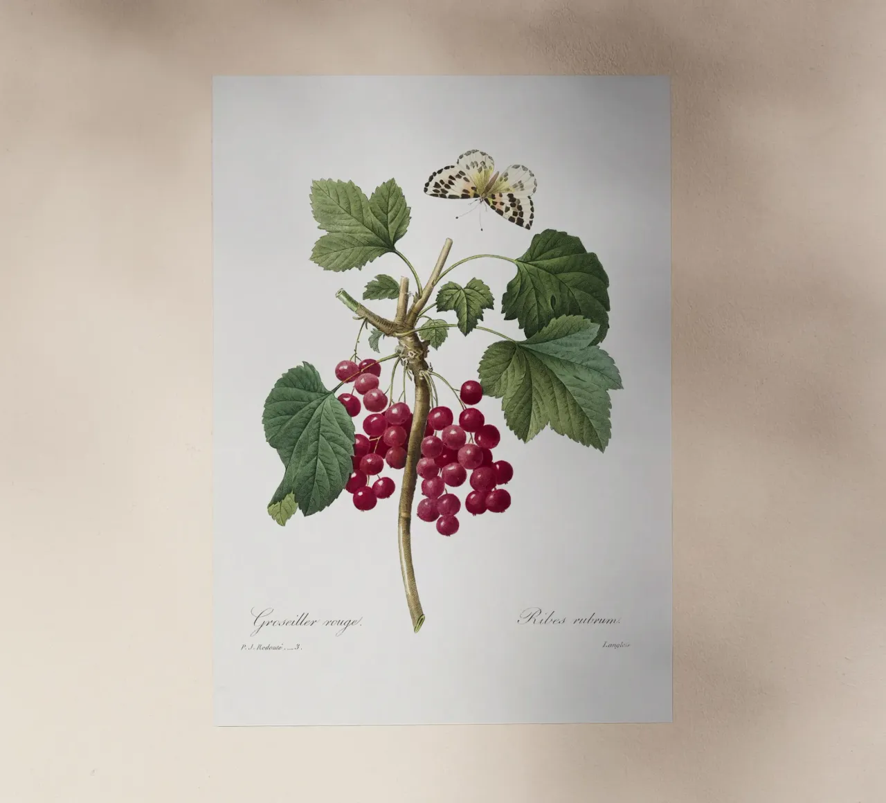 Red Currant pellicola backlit da vintageshop