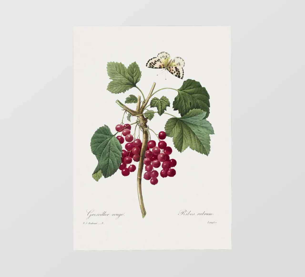 Red Currant pellicola backlit da vintageshop