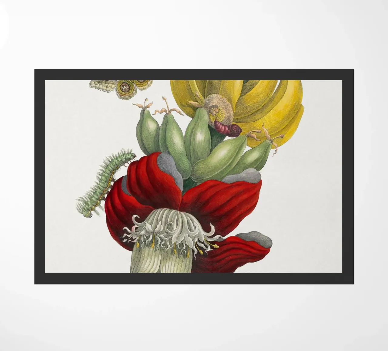 Inflorescence of Banana zerbino da vintageshop