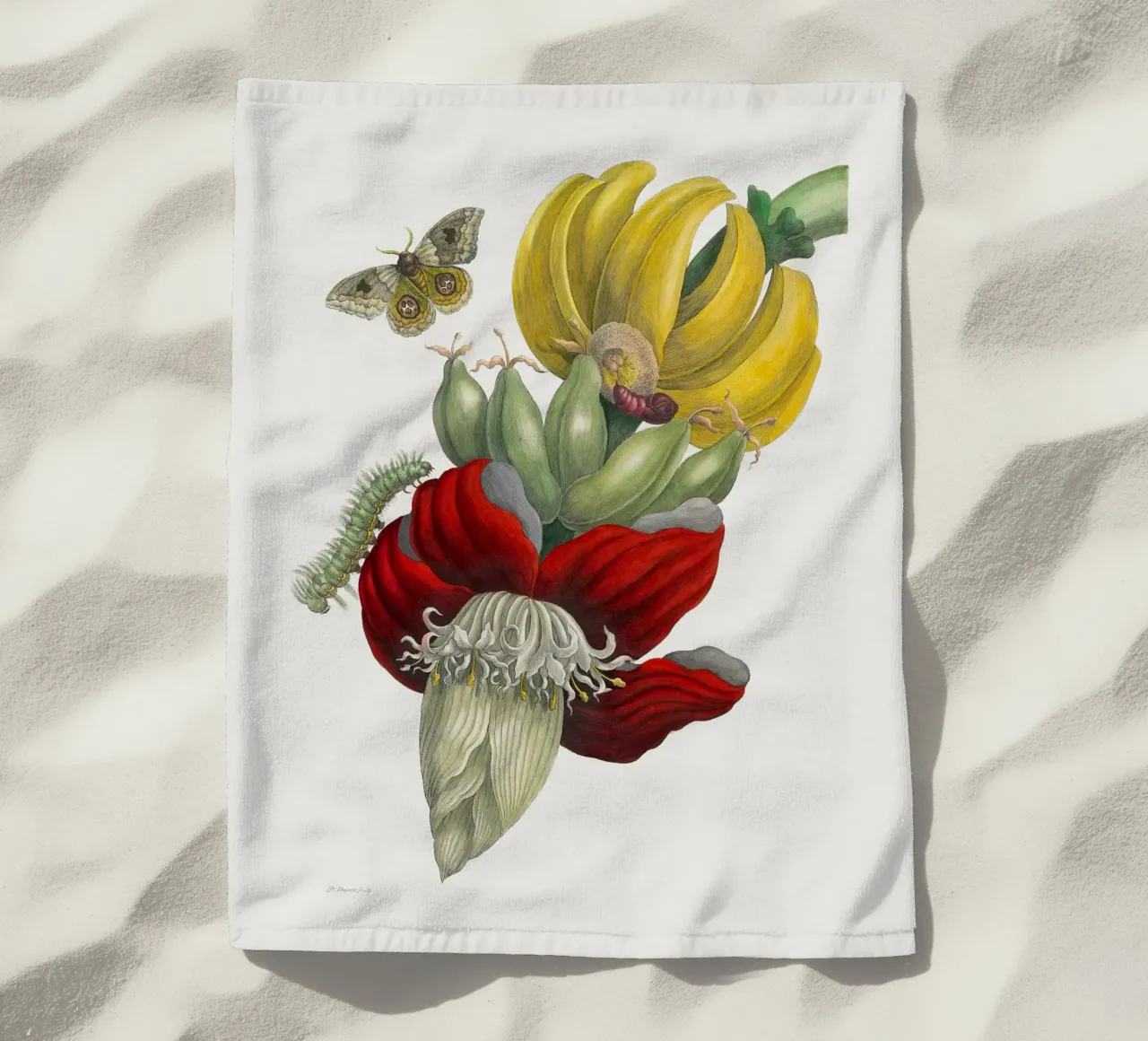 Inflorescence of Banana telo mare da vintageshop
