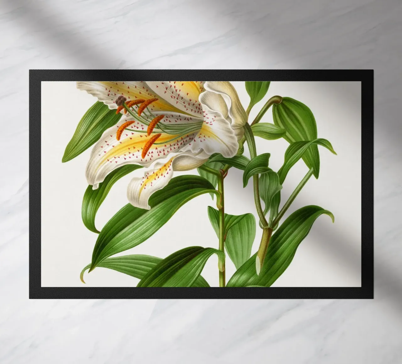 Lilium Speciosum Imperiale zerbino da vintageshop
