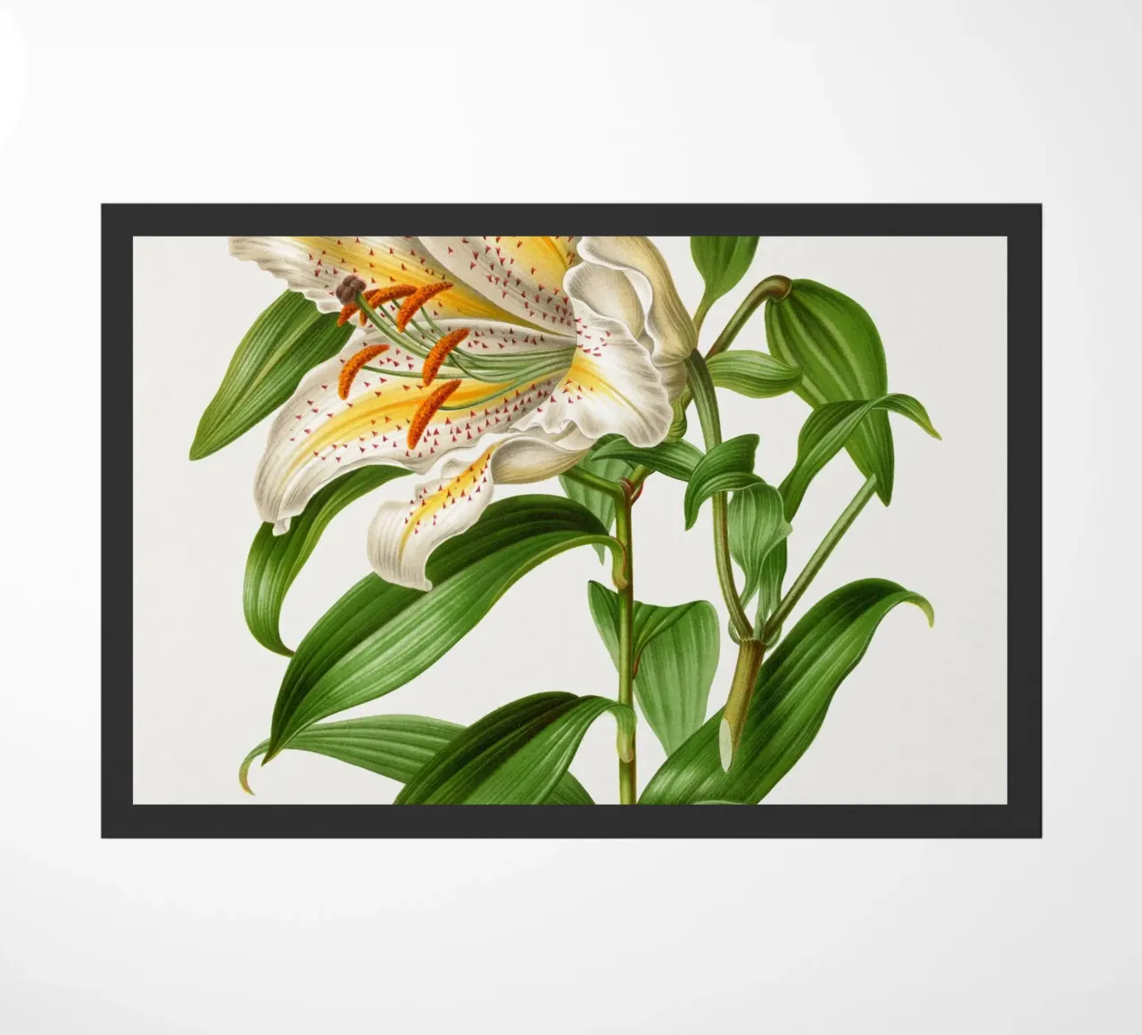 Lilium Speciosum Imperiale zerbino da vintageshop