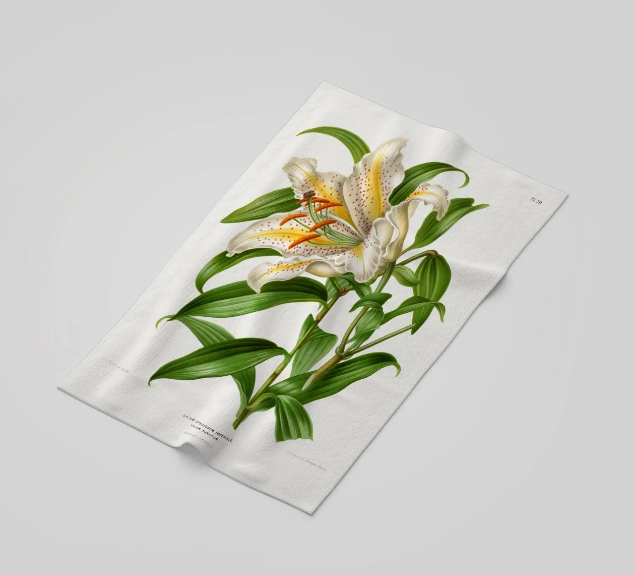 Lilium Speciosum Imperiale telo mare da vintageshop