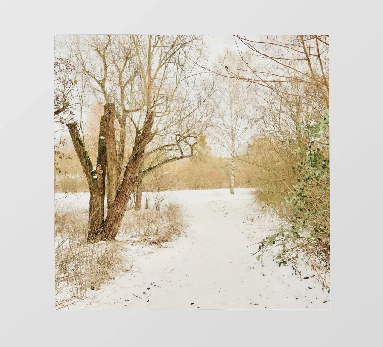 Trees in Snow Park photo wallpaper by KISSA STUDIO