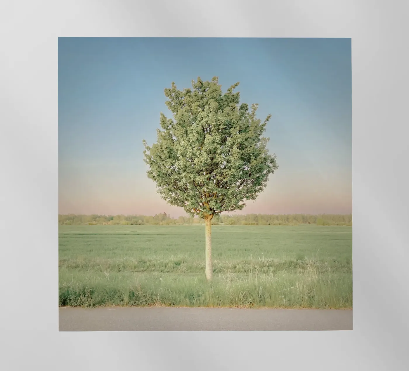 Albero di primavera pellicola backlit da KISSA STUDIO