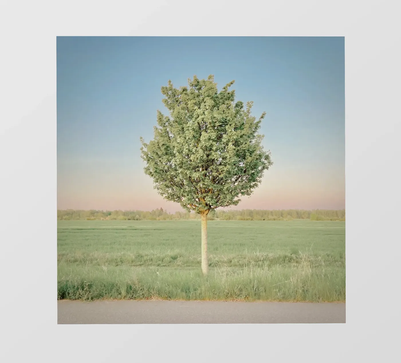 Albero di primavera pellicola backlit da KISSA STUDIO