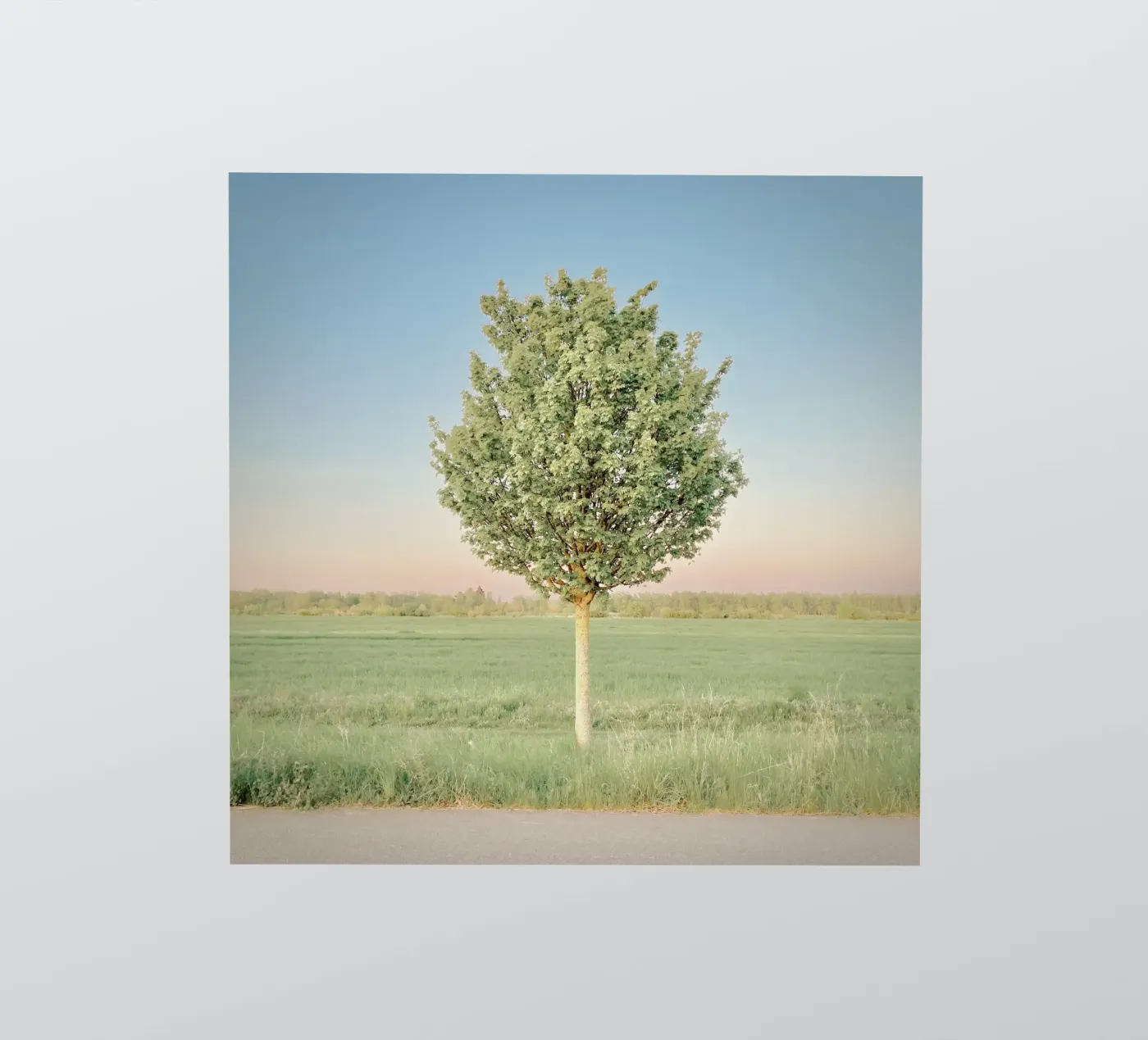 Lente Boom sticker van KISSA STUDIO