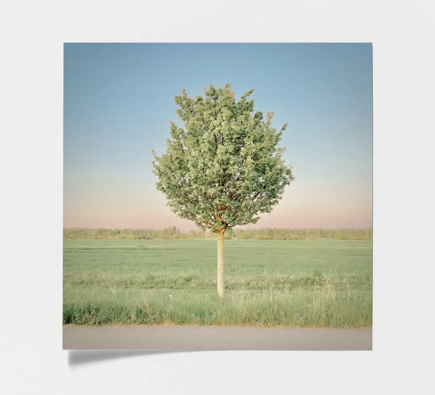 Spring Tree sticker sheet by KISSA STUDIO