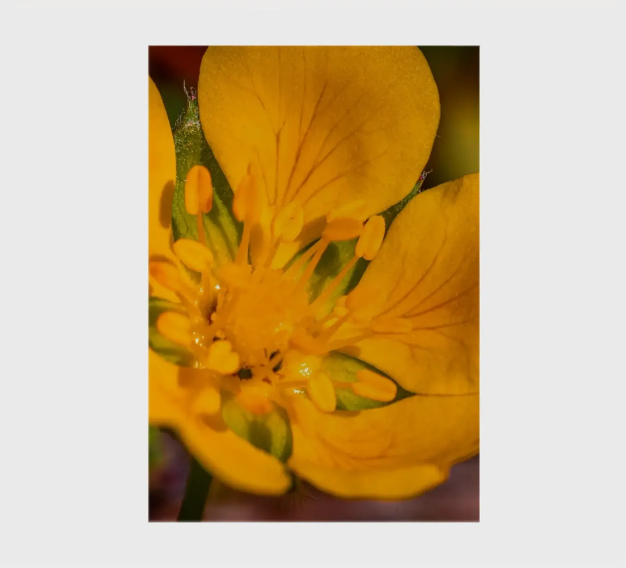 The buttercup notebook by Marcus Beckert | Fotografie
