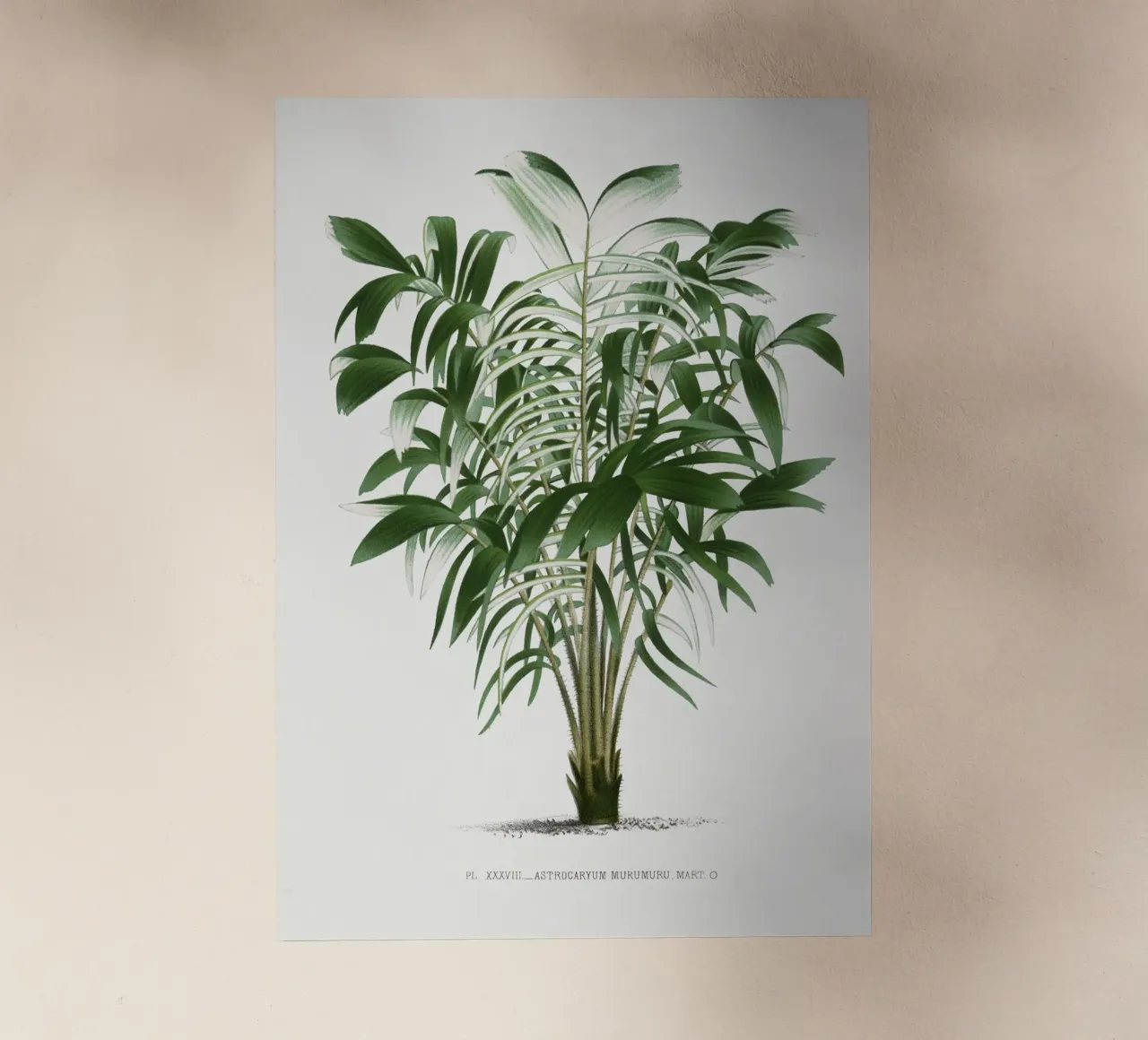 tree illustration pellicola backlit da vintageshop