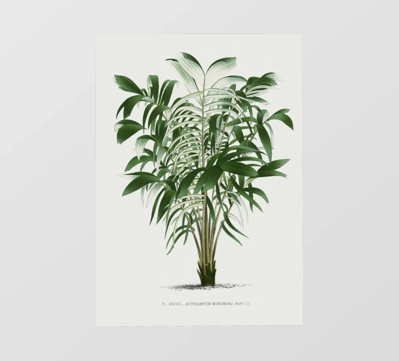 tree illustration telo in pvc da vintageshop