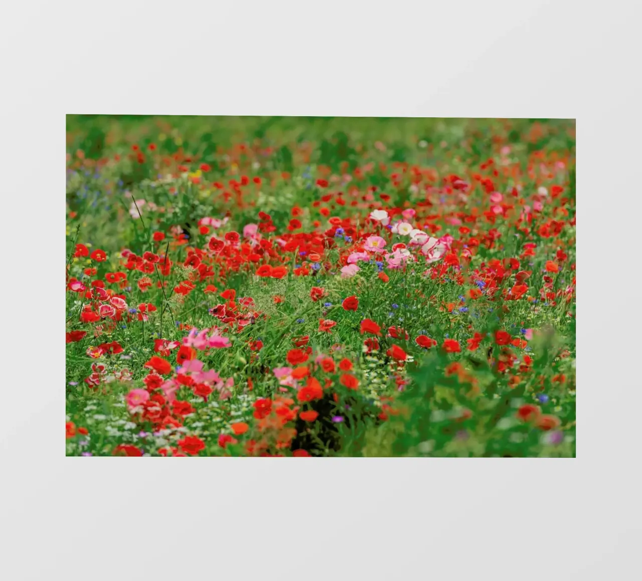 Mixed Poppy Landscape telo in pvc da Curious Collections by Marielle Leenders