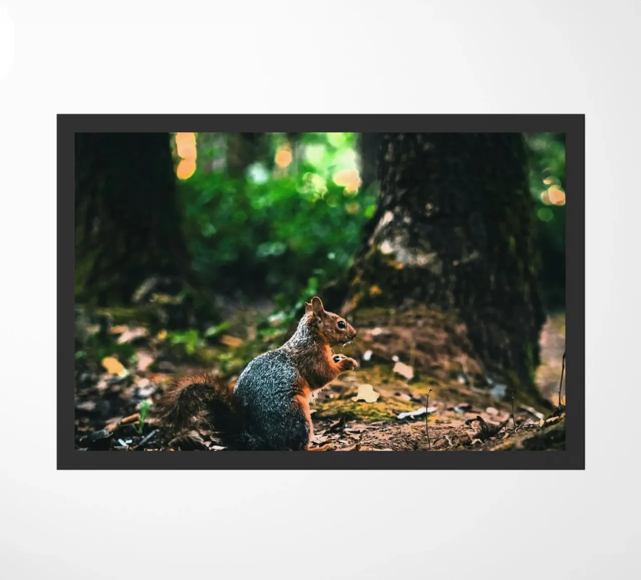 coda di scoiattolo della foresta zerbino da animal story home