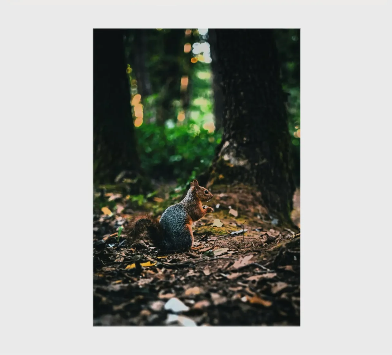 queue d'écureuil de la forêt carnet de notes de animal story home