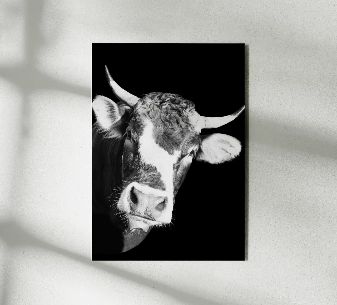 Dark Cow Vibes alluminio dibond da DigiWunderwerk