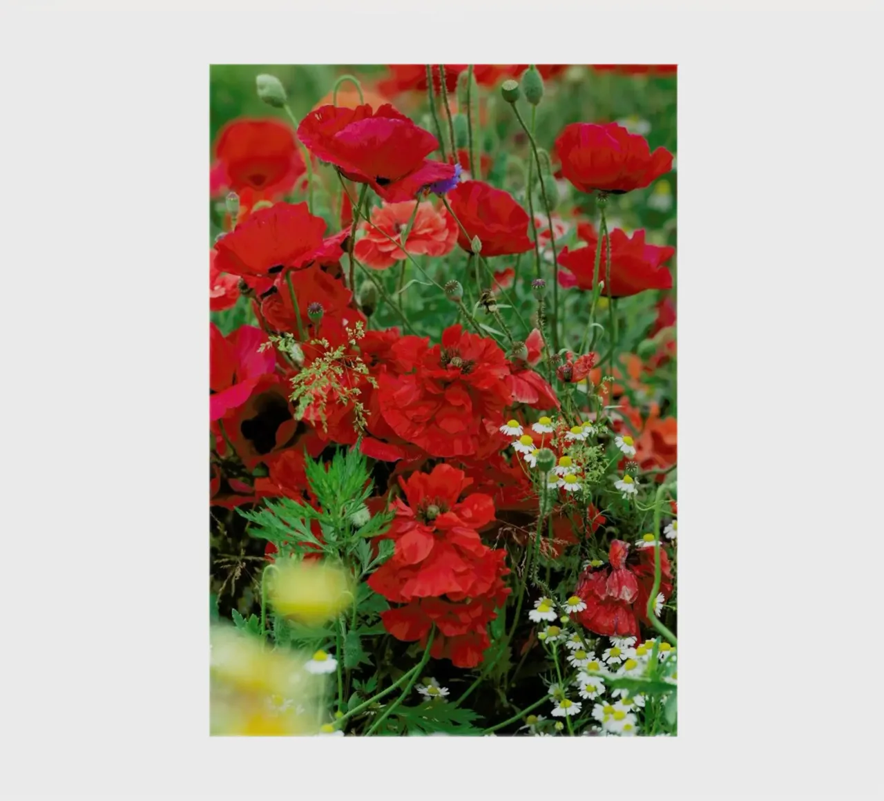 Romantic Red Poppybouquet notebook by Curious Collections by Marielle Leenders
