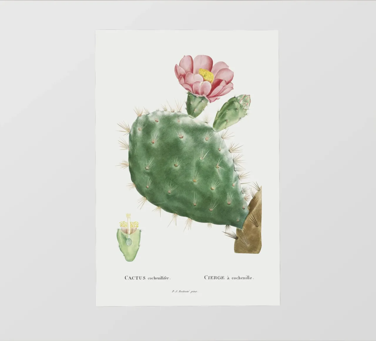 Cactus Cochenillifer pellicola backlit da vintageshop