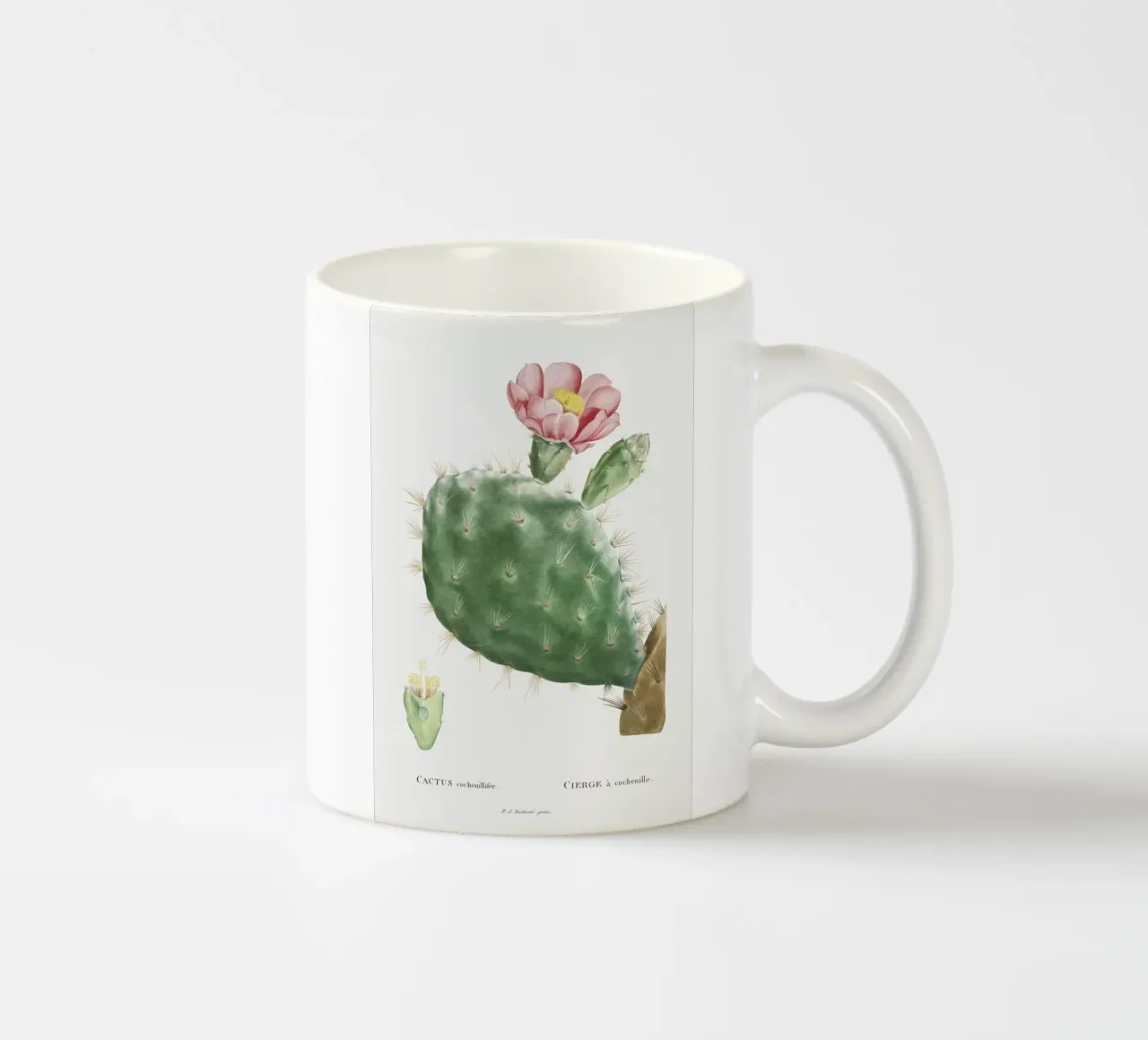 Cactus Cochenillifer tazza in ceramica da vintageshop