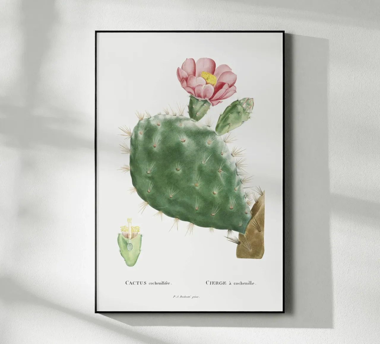 Cactus Cochenillifer plexiglass da vintageshop