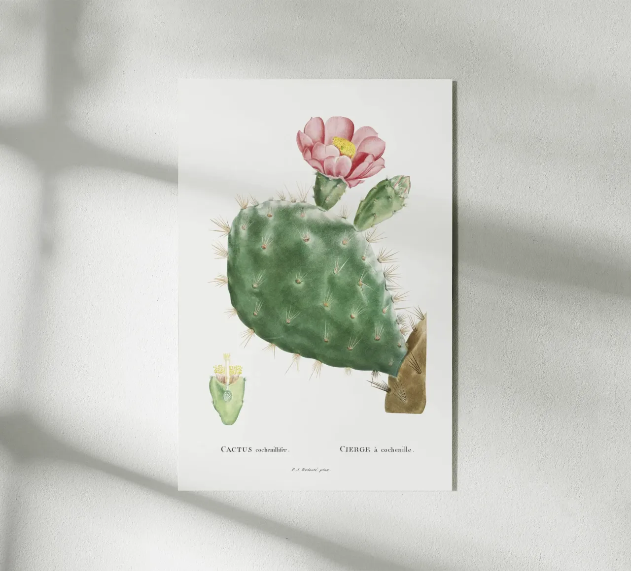 Cactus Cochenillifer plexiglass da vintageshop