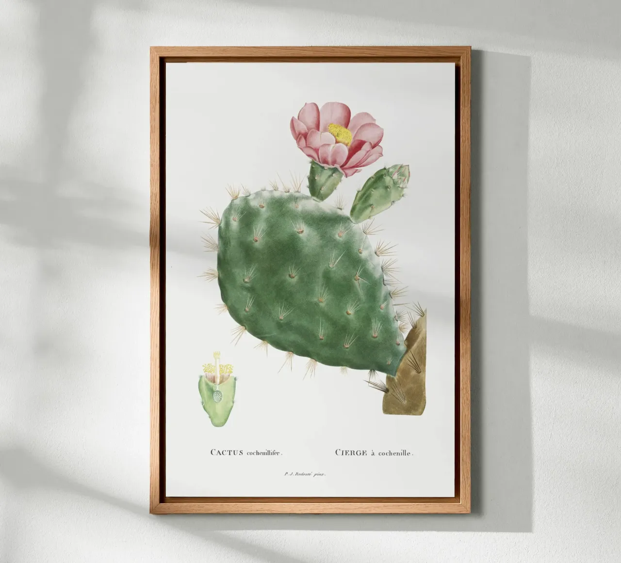 Cactus Cochenillifer tela con Cornice a cassetta da vintageshop