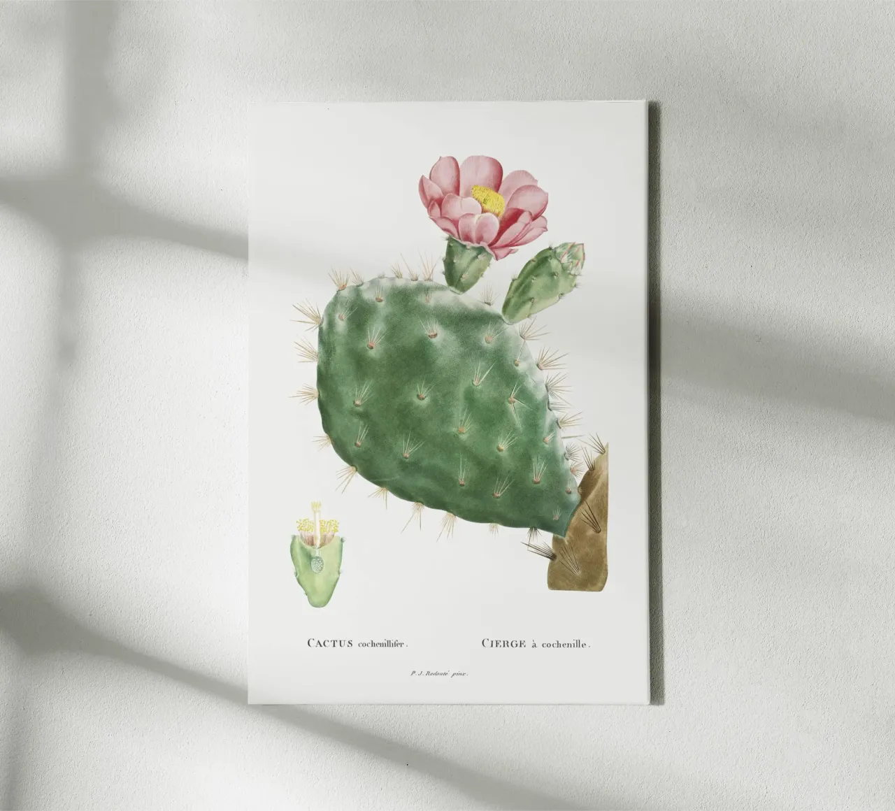 Cactus Cochenillifer tela con Cornice a cassetta da vintageshop