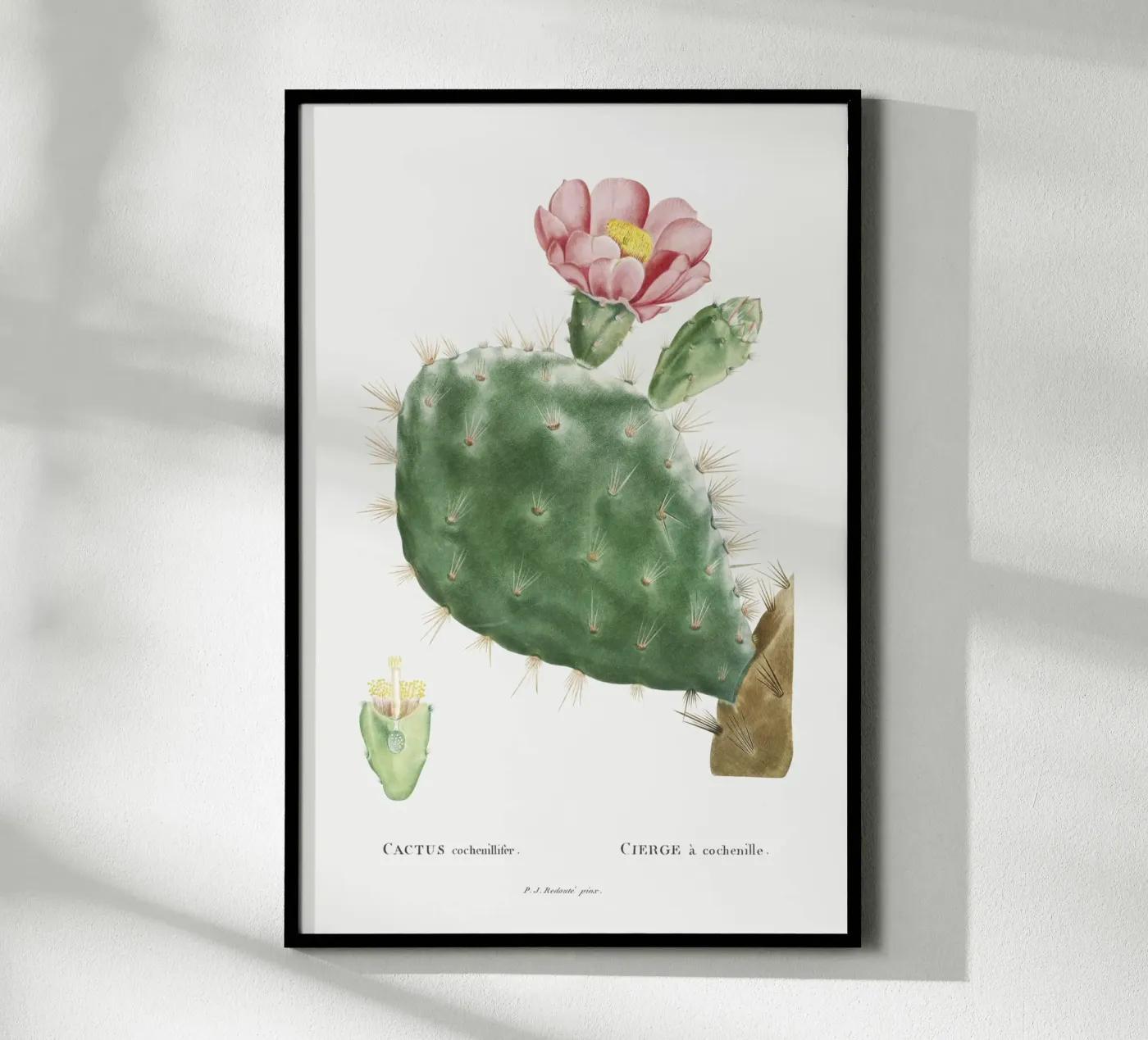 Cactus Cochenillifer poster da vintageshop
