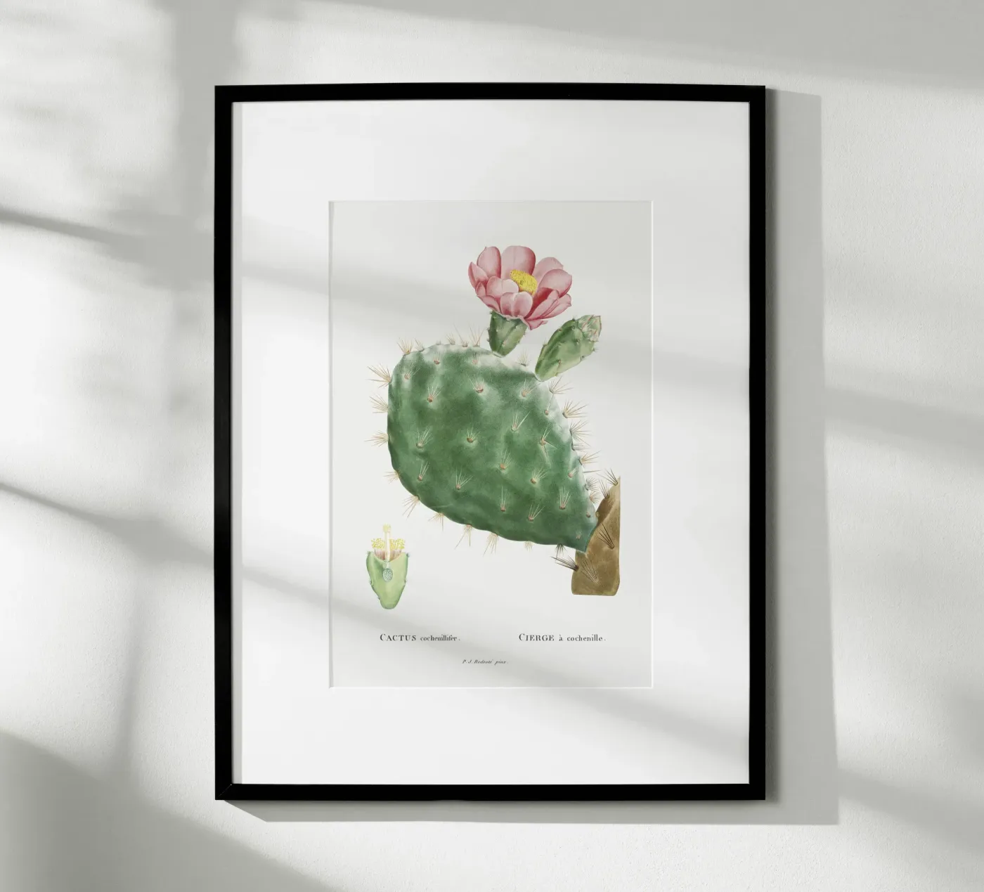 Cactus Cochenillifer poster da vintageshop