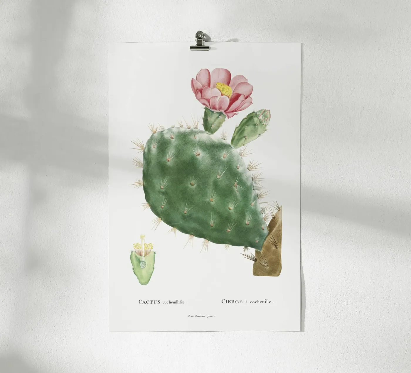 Cactus Cochenillifer poster da vintageshop