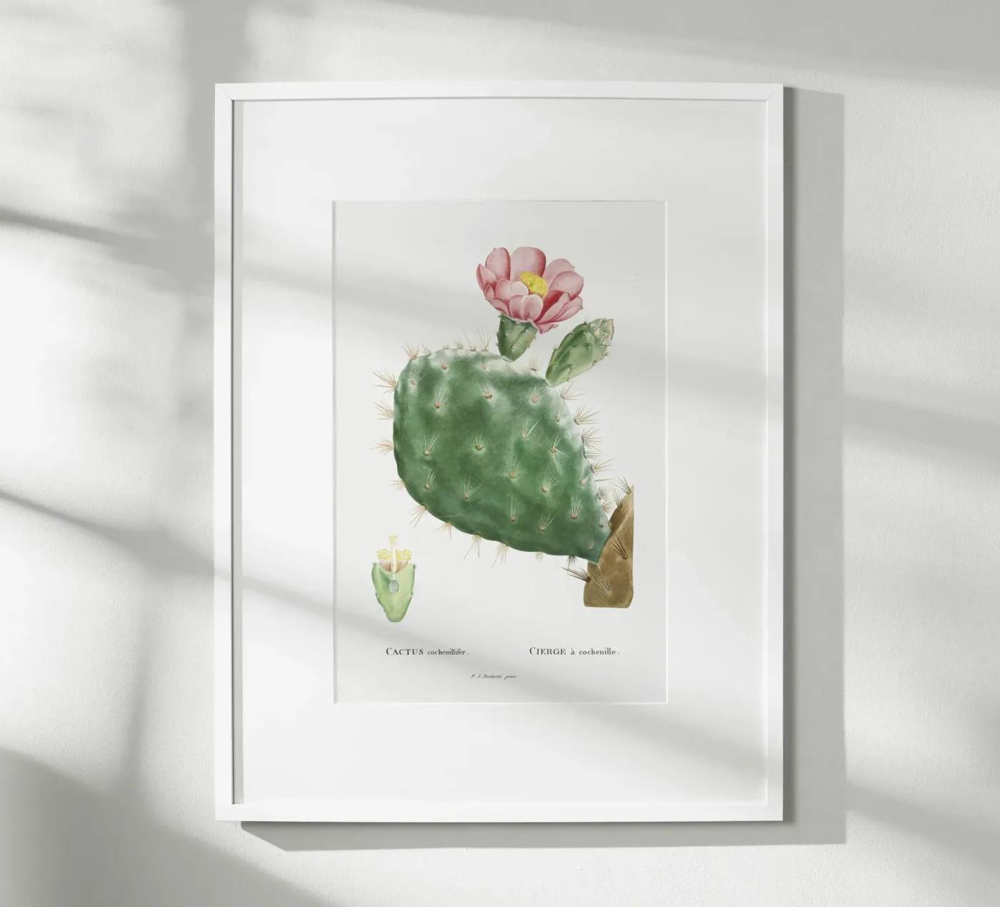 Cactus Cochenillifer poster da vintageshop
