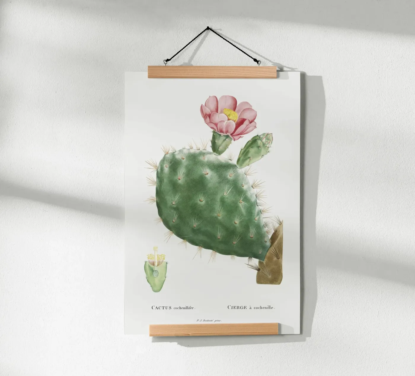 Cactus Cochenillifer poster da vintageshop