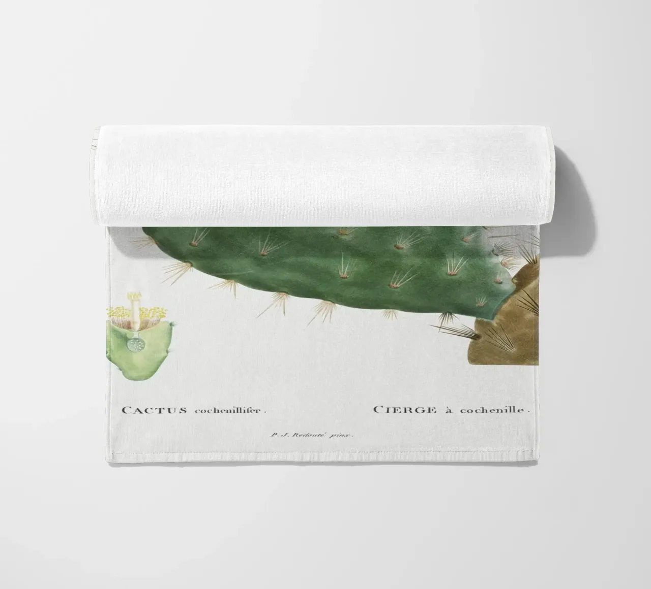 Cactus Cochenillifer telo mare da vintageshop