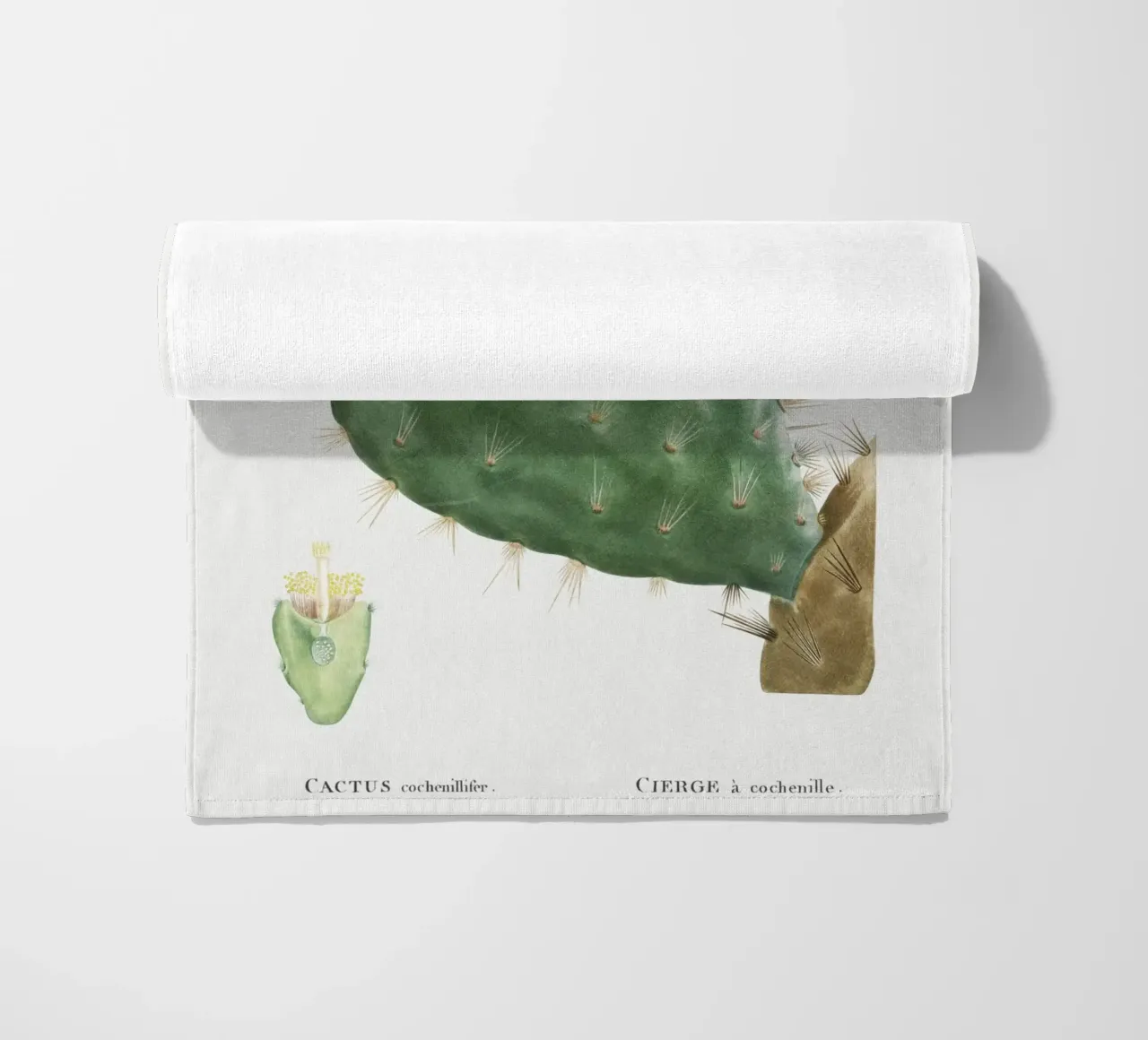 Cactus Cochenillifer telo mare da vintageshop