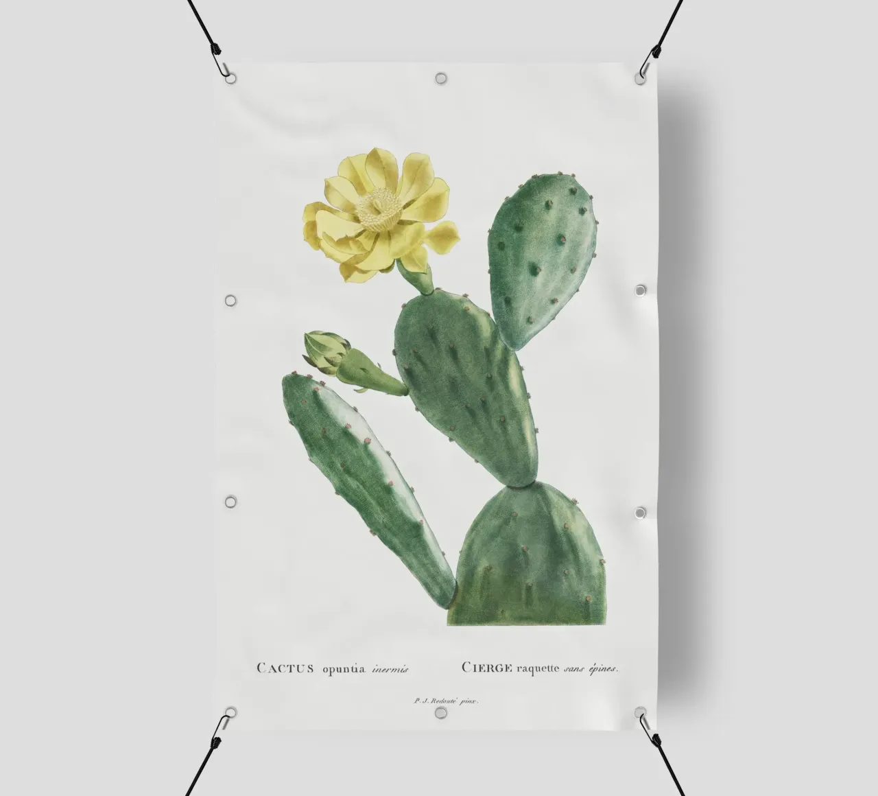 Cactus Opuntia Inermis telo in pvc da vintageshop