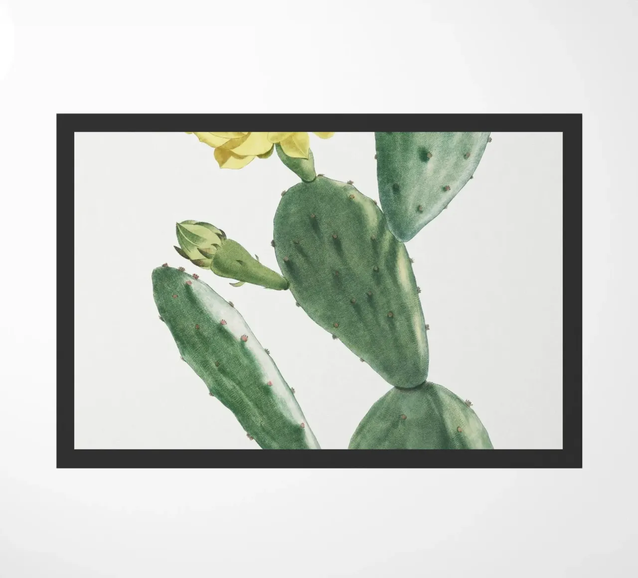 Cactus Opuntia Inermis zerbino da vintageshop